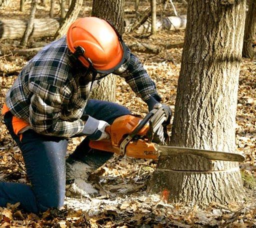 Tree Removal in Oilton, OK